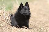 SCHIPPERKE 438